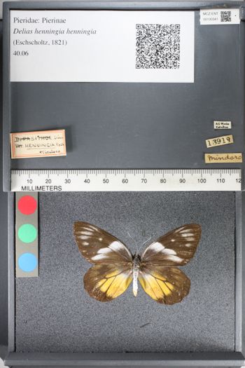 Media type: image;   Entomology 130341